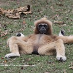 9 most common Russian insults in which animal names are used