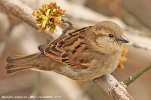 Russian surname that comes from the word 'a sparrow'